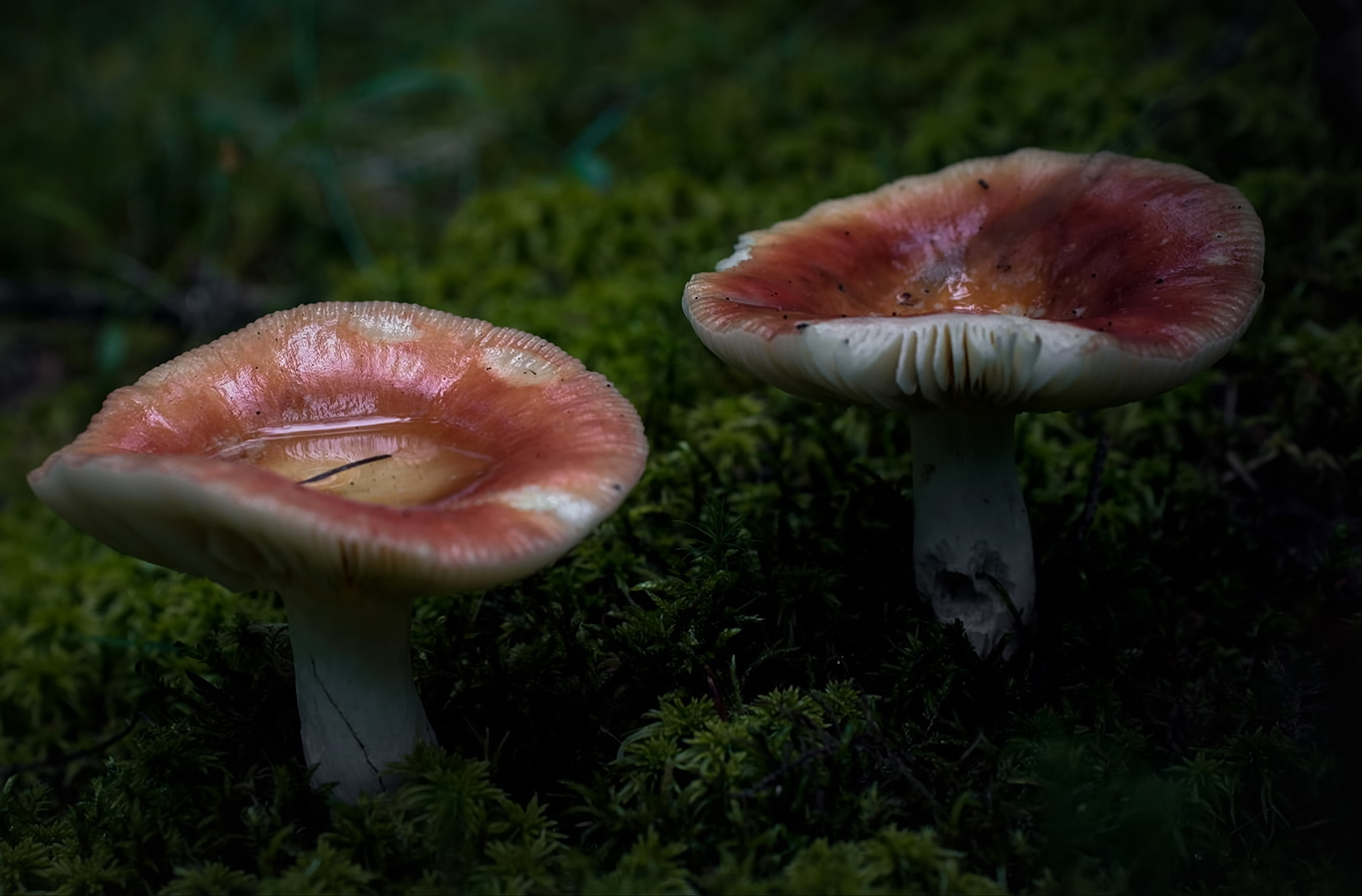 Представитель Семейства Russulaceae